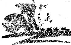 ���� ������������� ���������