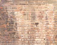 Рисунок двуглавого кентавра на стене