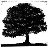 Развесистое дерево